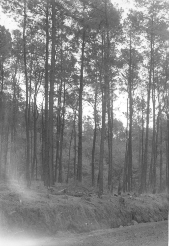 Collection Jacques Rousseau photo - c-3154-b-I-4540 -Mexique. Bois de pins pr?s du Paricutin, Mexique.
