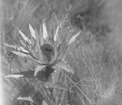 Collection Jacques Rousseau photo - c-3193-b-I-4618 -Mexique. Sur le Popocatepelt (sic). Prairie alpine sous le n?v?, Eryngium protaeflorum.