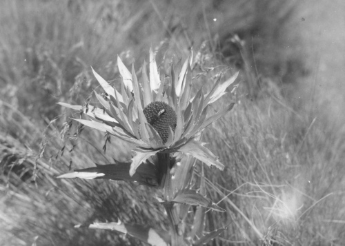 Collection Jacques Rousseau photo - c-3194-a-I-4619 -Mexique. Sur le Popocatepelt (sic). Prairie alpine sous le n?v?, Eryngium protaeflorum.
