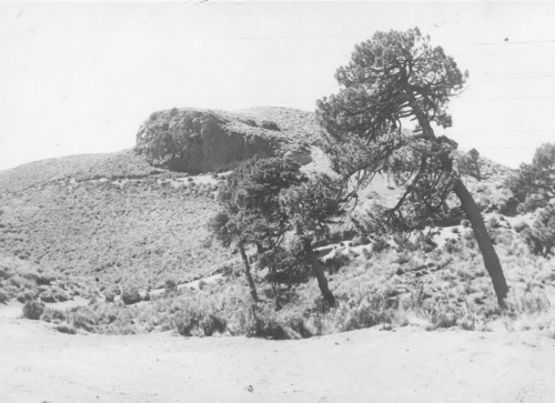 Collection Jacques Rousseau photo - c-3196-a-I-4623 -Mexique. Sur le Popocatepelt (sic). Les derniers Pinus et prairie alpine herbeuse pr?s de n?v