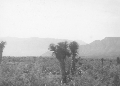 Collection Jacques Rousseau photo - c-3237-c-I-4711 -Mexique. Le long du chemin de fer entre Saltillo (Mexique) et fronti?re. Yucca entre Garcia et Durazno.