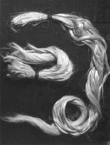 Jacques Rousseau Collection - c-3111-a-I-4451 -Autour: Fibre de Manille (Musa textilis) 122 pouces de lon. Au centre: Sisal (Agave Sisalana), 44 pouces de long.