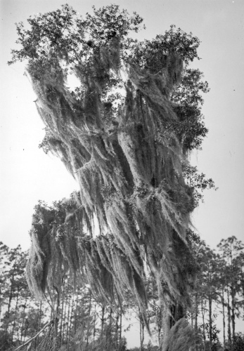 Jacques Rousseau Collection - c-3111-b-I-4452 -Touffes de Tillandsia usneoides (barbe espagnole), poussant sur un arbre en Floride.