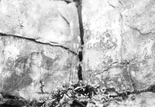 Collection Jacques Rousseau photo - c-606-c-I-1483 -Lac Mistassini. C?te nord-ouest de  l'?le Manitounouk. Primula mistassinica.
