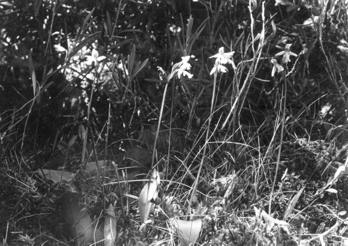 Collection Jacques Rousseau photo - c-617-b-I-1522 -Lac Mistassini. Sur le c?t? nord-ouest de l'?le Couture. Orchis rotundifolia.