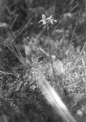 Collection Jacques Rousseau photo - c-617-c-I-1523 -Lac Mistassini. Sur le c?t? nord-ouest de l'?le Couture. Orchis rotundifolia.
