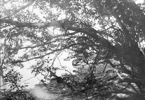 Collection Jacques Rousseau photo - c-621-a-I-1532 -Lac Mistassini. Salix discolor var. latifolia (no 406). Kawitchinaniouts  (?le Couture).