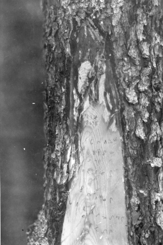 Collection Jacques Rousseau photo - c-624-b-I-1542 -Lac Mistassini. Kawitchinaniouts  (?le Couture). L'une des inscriptions faites par Matthew sur une plaque. Les trois derni?res lignes se lisent: