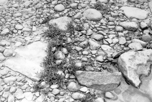 Collection Jacques Rousseau photo - c-632-b-I-1562 -Lac Mistassini. Dans le voisinage du lac des Pigamons (rive N.W. de l'?le Tchapahipane). Menyanthes trifoliata.