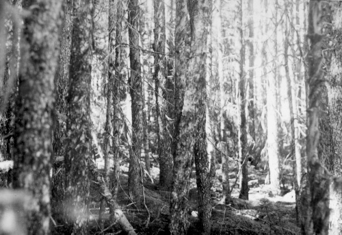 Collection Jacques Rousseau photo - c-635-a-I-1570 -Lac Mistassini, Baie du nord-est. Sous-bois de Picea mariana et de mousses de l'?le Murray.