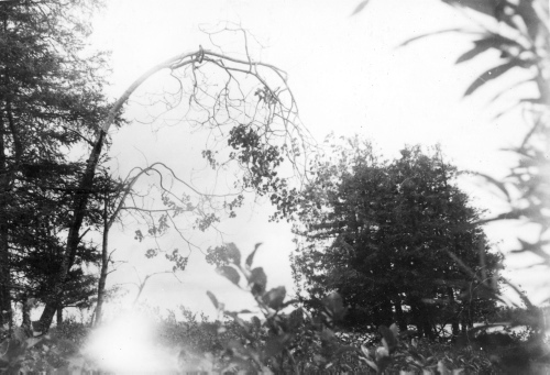 Collection Jacques Rousseau photo - c-656-b-I-1632 -Lac Albanel, Pointe du Bois-Lumineux. Populus tremuloides inclin?s.