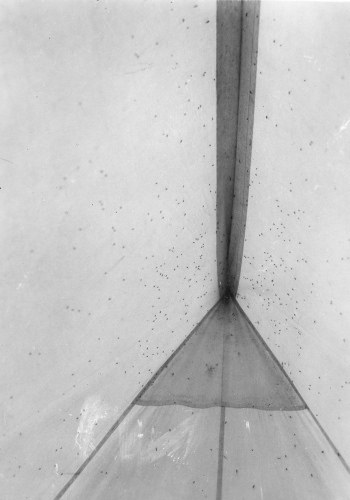 Collection Jacques Rousseau photo - c-3257-b-I-4761 -LAC MISTASSINI, baie Abatagouche. Les mouches noires dans la tente X au r?veil.