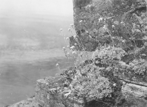 Collection Jacques Rousseau photo - c-3270-a-I-4787 -LAC MISTASSINI, ?le Pahipanouk. Formation de Saxifraga aizoon sur falaise calcaire.