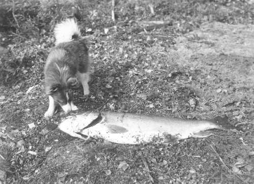 Collection Jacques Rousseau photo - c-3273-b-I-4794 -LAC MISTASSINI, ?le Pahipanouk: une truite de lac de 25 lbs et chien.