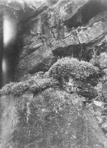 Collection Jacques Rousseau photo - c-3279-b-I-4807 -LAC MISTASSINI, ?le Tchapahipane: Baie du Dryas: Rocher couvert de Cryptogramma Stelleri.