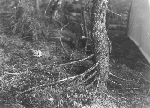 Jacques Rousseau Collection - c-3281-b-I-4812 -LAC MISTASSINI, Kawitchinaniouts.Tiges basses de Picea mariana s'enfouissant dans la mousse et l'humus.