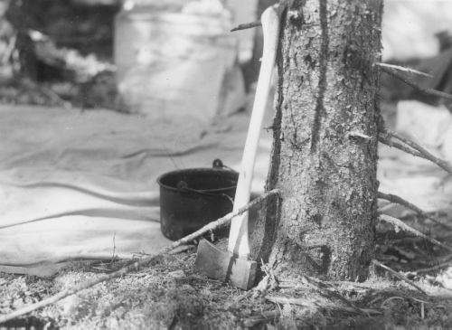Collection Jacques Rousseau photo - c-3282-b-I-4814 -LAC MISTASSINI, Kawitchinaniouts. Bases d'un tronc de Picea mariana et hache.