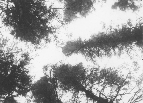 Collection Jacques Rousseau photo - c-3283-b-I-4816 -LAC MISTASSINI, Kawitchinaniouts. Le "dome" de Picea mariana.