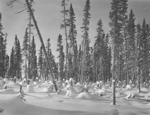 Collection Jacques Rousseau photo - c-3594-b-I-5476 -Lac Mistassini, campement de la Takwa. Effet d'ombre sur la neige.