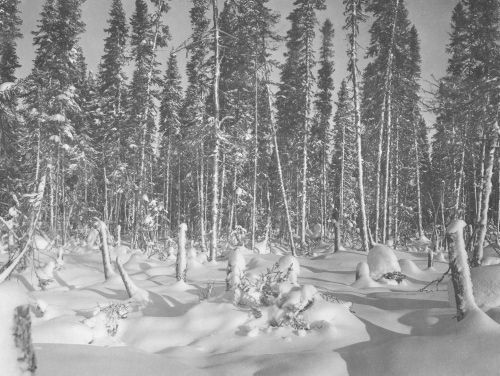 Collection Jacques Rousseau photo - c-3595-a-I-5477 -Lac Mistassini, campement de la Takwa. Effet d'ombre sur la neige.