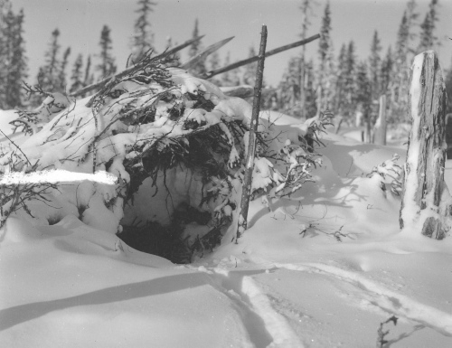 Collection Jacques Rousseau photo - c-3601-a-I-5489 -Lac Mistassini, campement de la Takwa. Niche de chien dans un banc de neige.