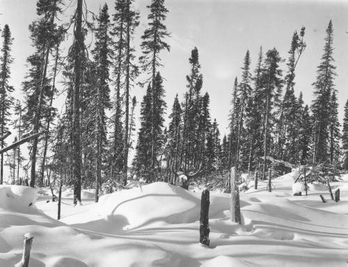 Jacques Rousseau Collection - c-3605-b-I-5498 -Lac Mistassini, campement de la Takwa. Effet d'ombre sur neige. Panache d'orignal f?tiche.
