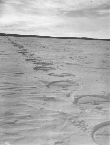 Collection Jacques Rousseau photo - c-3611-b-I-5511 -Lac Mistassini, campement de la Takwa. Pistes de raquettes sur le lac.