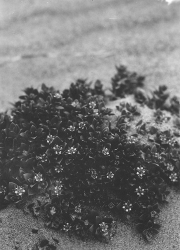 Collection Jacques Rousseau photo - c-3644-a-I-5579 -A?roport de Fort-Chimo. Arenaria peploides.