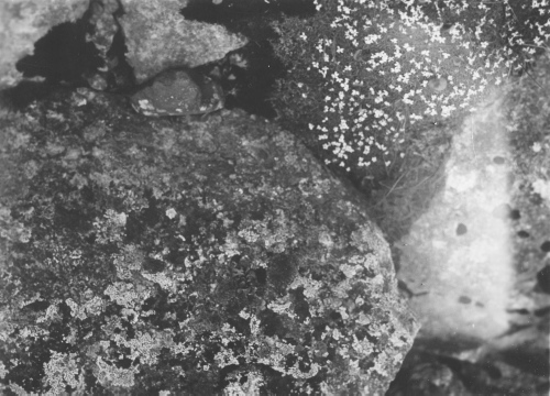 Collection Jacques Rousseau photo - c-3675-a-I-5643 -Poste de Povugnituk, formation de Silene acaulis.