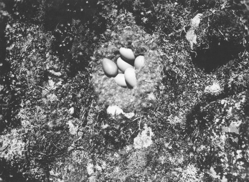 Jacques Rousseau Collection - c-3681-b-I-5656 -Embouchure de la Kogaluk, sur la baie d'Hudson, nid d'eider avec oeufs.