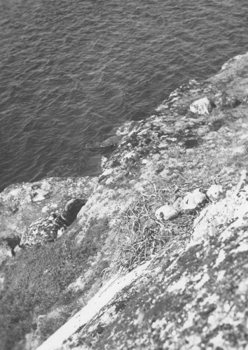 Collection Jacques Rousseau photo - c-3692-b-I-5678 -Nids de faucons, pr?s de la douzi?me chute de la Kogaluk, ? environ 61 milles de la baie d'Hudson.