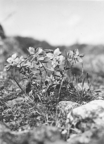 Collection Jacques Rousseau photo - c-3696-a-I-5685 -Epilobium latifolium ? la treizi?me chute de la rivi?re Kogaluk, ? environ 63 milles de la baie d'Hudson.