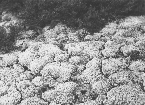 Collection Jacques Rousseau photo - c-3697-b-I-5688 -Polygones de Cladonia alpestris, ? la quatorzi?me chute de la Kogaluk ? environ 68 milles de la baie d'Hudson.