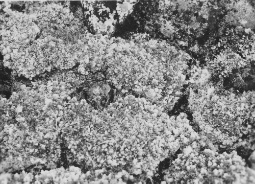Jacques Rousseau Collection - c-3711-a-I-5718 -Premi?re journ?e de portage entre le lac Tashwak et le lac Payne. Polygone de Cladonia alpestris.