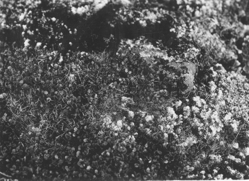 Collection Jacques Rousseau photo - c-3711-c-I-5720 -Premi?re journ?e de portage entre le lac Tashwak et le lac Payne. Betula glandulosa et lichens, au sommet d'une colline.