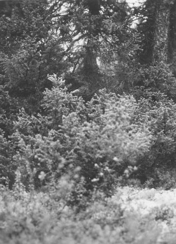 Collection Jacques Rousseau photo - c-3806-a-I-5918 -Fort-Chimo. Picea mariana, forme dite r?gressive, poussant ? c?t? de Larix ? base junip?roide.