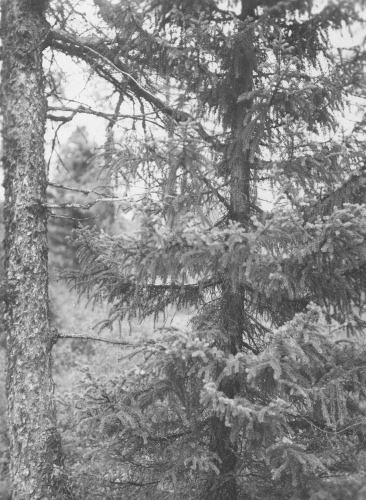 Jacques Rousseau Collection - c-3806-b-I-5919 -Fort-Chimo. Picea mariana, forme dite progressive.