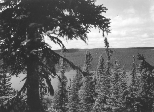 Collection Jacques Rousseau photo - c-3911-a-I-6189 -Monts Otish, lac du campement, vu du flanc de la colline ? travers les Picea glauca (gros arbres).