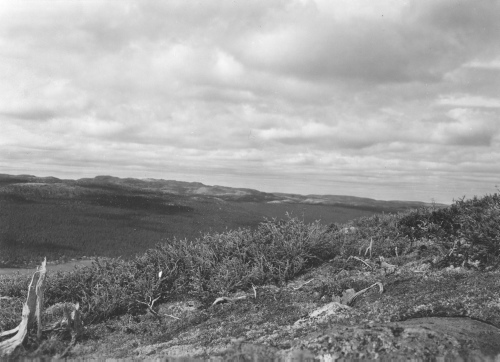 Collection Jacques Rousseau photo - c-3912-b-I-6193 -Monts Otish, zone subalpine de la zone du campement, pr?s du sommet. Picea mariana arbustifs sans tronc principal.