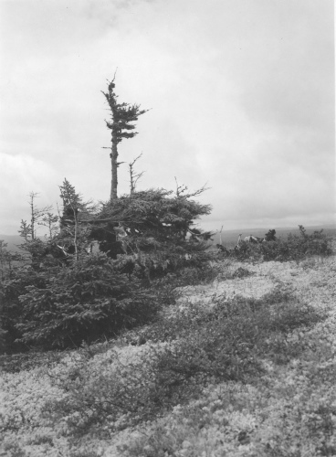 Collection Jacques Rousseau photo - c-3912-c-I-6194 -Monts Otish, pic du campement. Picea mariana d?prim? dans la zone alpine. Partie centrale du tronc rong?e.