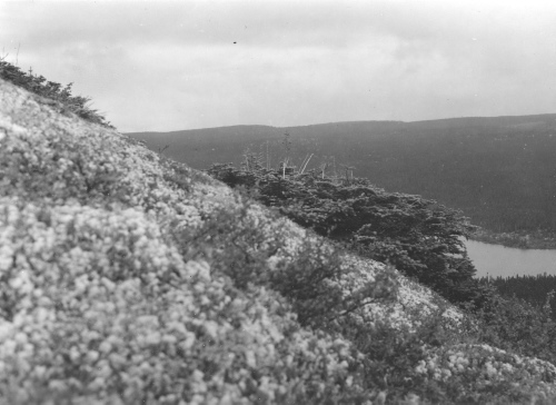 Collection Jacques Rousseau photo - c-3913-b-I-6196 -Monts Otish, pic du campement, (Abies balsamea) arbustifs ? fl?ches rong?es sur le flanc de la montagne ? la limite des arbres.