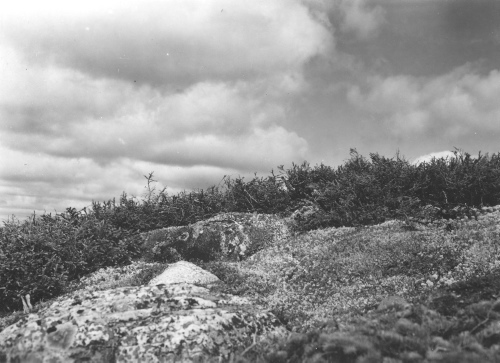Collection Jacques Rousseau photo - c-3913-c-I-6197 -Monts Otish, pic du campement, Picea mariana d?prim?e au contact de la zone alpine.