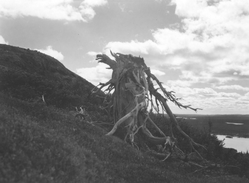 Collection Jacques Rousseau photo - c-3914-a-I-6198 -Monts Otish, pic du campement, gros tronc mort de Abies balsamea ? la limite de la for?t pr?s du sommet de la montagne.