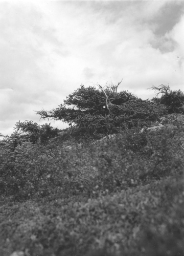 Jacques Rousseau Collection - c-3914-c-I-6200 -Monts Otish, pic du campement, Picea mariana arbustif.