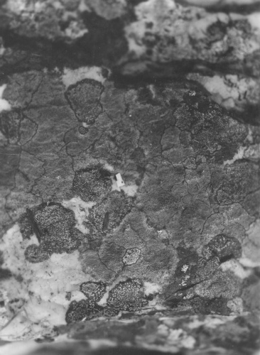 Jacques Rousseau Collection - c-3924-a-I-6226 -Monts Otish. "Lichen g?ographique". Rhizocarpon sur bloc granitique.