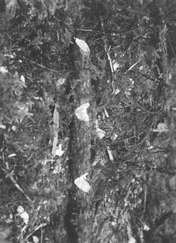 Jacques Rousseau Collection - c-3924-b-I-6227 -Monts Otish. Tronc d'arbre partiellement buch? par Indien, pour chauffage, avant d?bitage et transport.