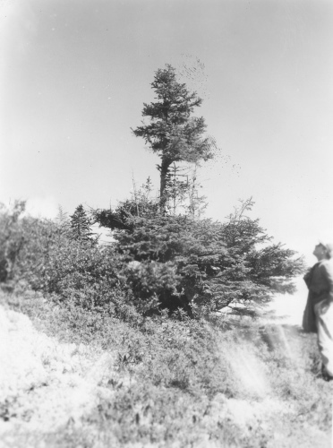 Collection Jacques Rousseau photo - c-3927-c-I-6234 -Monts Otish. Sur pic ? Fran?ois au nord du lac Pomerleau. Picea glauca ? branches rong?es dans partie centrale du tronc.