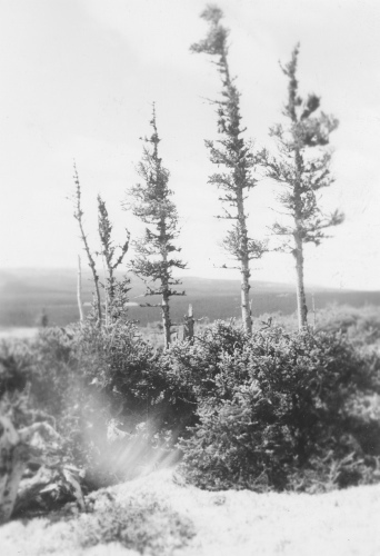 Collection Jacques Rousseau photo - c-3928-a-I-6235 -Monts Otish. Sur pic ? Fran?ois au nord du lac Pomerleau. Picea glauca ? branches rong?es dans partie centrale du tronc.