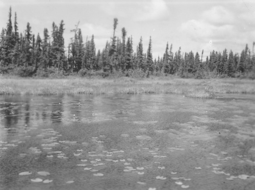 Collection Jacques Rousseau photo - c-3929-a-I-6238 -Monts Otish. Lac ? Antoine. Petit lac ? Nuphar variegatum au nord du lac Pomerleau.