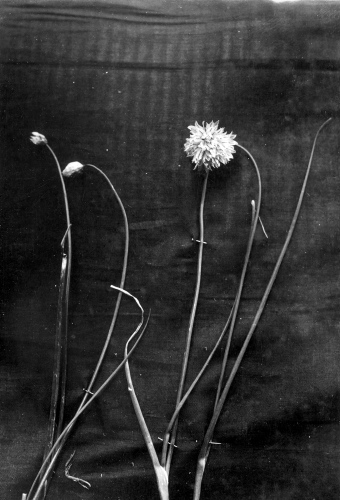 Collection Jacques Rousseau photo - c-517-a-I-1264 -Anticosti: Vauréal. à droite, Allium schoenoprasum var. laurentianum. à gauche, sa forme albino (specimen 52116).